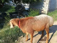مینڈھا, Agin sheep — تصویر 2