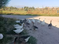 Geese — تصویر 3