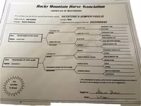 گھوڑا, Rocky Mountain Horse — تصویر 3