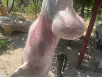 مینڈھا, بھیڑیں — تصویر 5