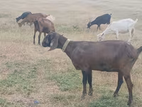 بکری, Nubian Goat — تصویر 4