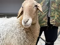 بھیڑ, Awassi sheep — تصویر 8