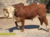 سانڈ, سرخ بیلاروسی گائے — تصویر 3