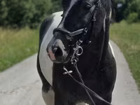 گھوڑی, Horse breed — تصویر 3