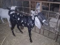 Billy Goat, Beetal goats — photo 7