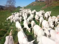 بکری, Saanen goat — تصویر 2