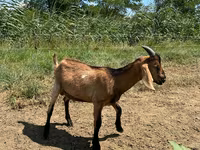 Billy Goat, Nubian Goat — photo 2