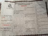 گھوڑی, گھوڑے — تصویر 5