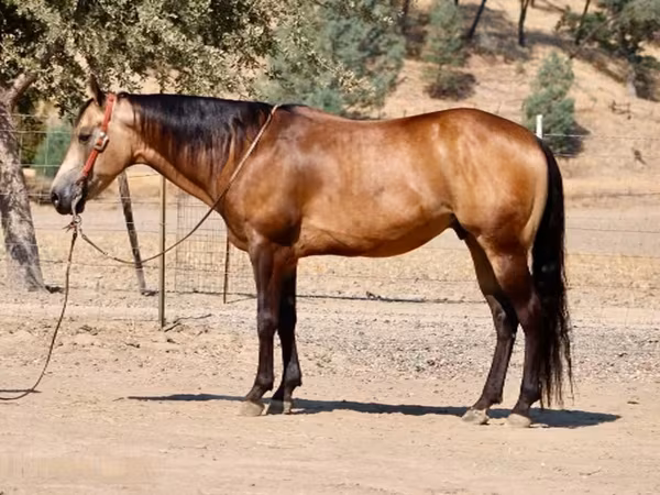 گھوڑا, Quarter Horse