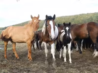 گھوڑی, Horse breed — تصویر 5