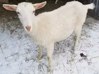 بکری, Saanen goat — تصویر 2