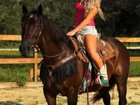 گھوڑی, Quarter Horse — تصویر 8