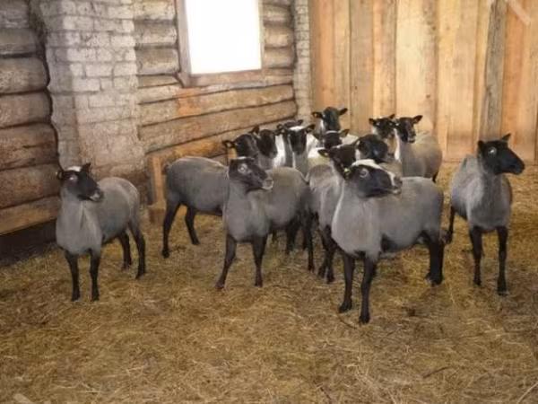 مینڈھا, Romanov sheep