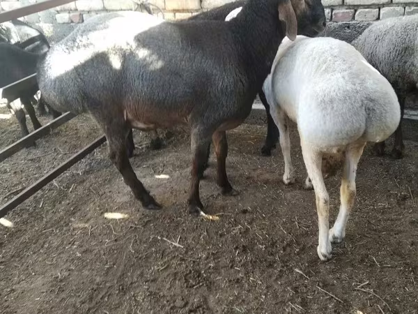 مینڈھا, بھیڑیں