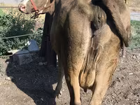 گائے, الاطاؤس نسل — تصویر 2