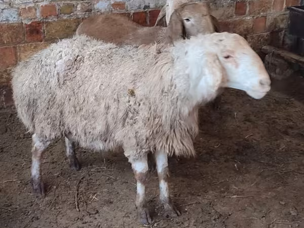 بھیڑ, West-Siberian mutton sheep