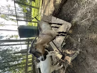 بکرا, LaMancha goats — تصویر 1