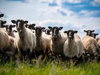 مینڈھا, Romanov sheep — تصویر 2