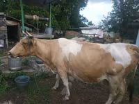 گائے, Simmental cattle — تصویر 2