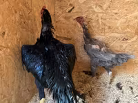 Chickens — تصویر 4