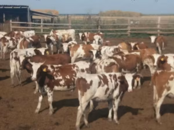 گائے, Swiss cattle