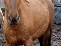 گھوڑی, American shetland pony — تصویر 6