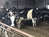 سانڈ, Russian Black pied cattle — تصویر 4