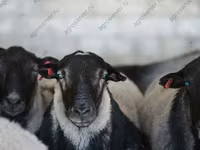 بھیڑ, Kuibyshev sheep — تصویر 4