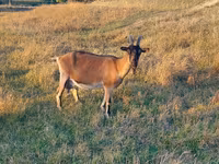 بکری, Alpine goat — تصویر 2