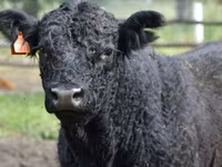 گائے, Swiss cattle — تصویر 7