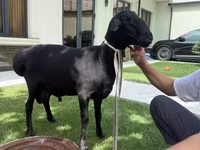 مینڈھا, Rhon sheep — تصویر 3