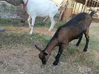 بکری, Saanen goat — تصویر 3