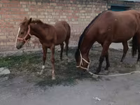 گھوڑی, Thoroughbred horse — تصویر 2