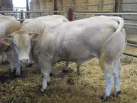 Bull, Blonde d’Aquitane cattle — photo 3