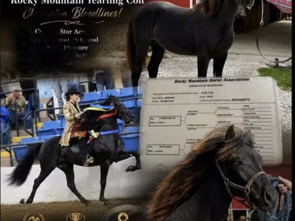 گھوڑا, Rocky Mountain Horse