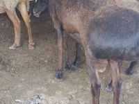مینڈھا, Hissar sheep — تصویر 4
