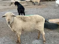 مینڈھا, Hampshire sheep — تصویر 7
