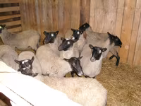 بھیڑ, Romanov sheep — تصویر 1