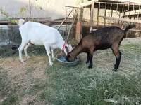 بکری, Saanen goat — تصویر 2