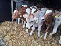 سانڈ, Simmental cattle — تصویر 3