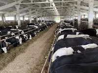گائے, Yaroslavl cattle — تصویر 4
