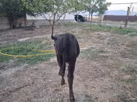 سانڈ, الاطاؤس نسل — تصویر 3