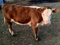 سانڈ, Swiss cattle — تصویر 4