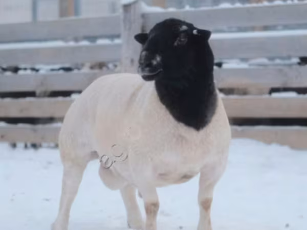 مینڈھا, Dorper sheep