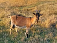 بکری, Alpine goat — تصویر 1