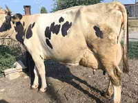 گائے, Swiss cattle — تصویر 6