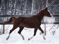 گھوڑی, American shetland pony — تصویر 5