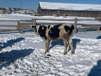 گائے, Russian Black pied cattle — تصویر 2