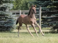 گھوڑا, Rocky Mountain Horse — تصویر 4