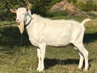 بکرا, Saanen goat — تصویر 1